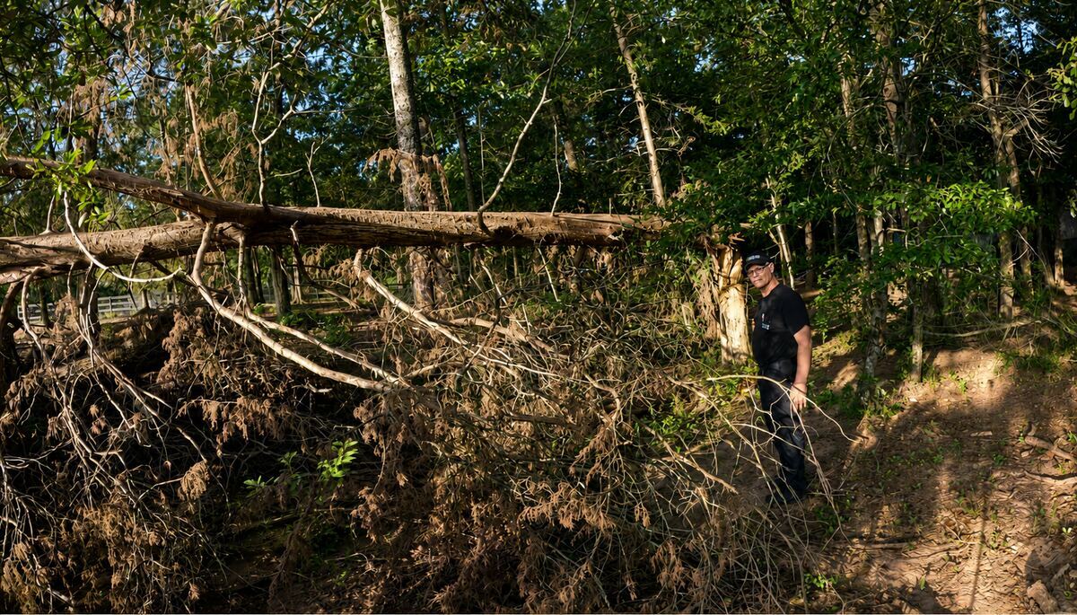 Inspecting a fallen cedar tree and its damaged base before preparing the log for milling.